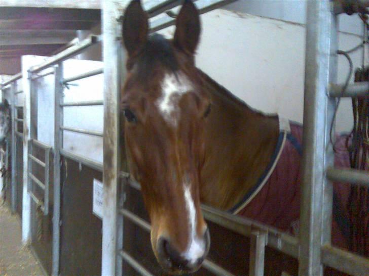 Anden særlig race Leandro - Et billed fra stalden... billede 4