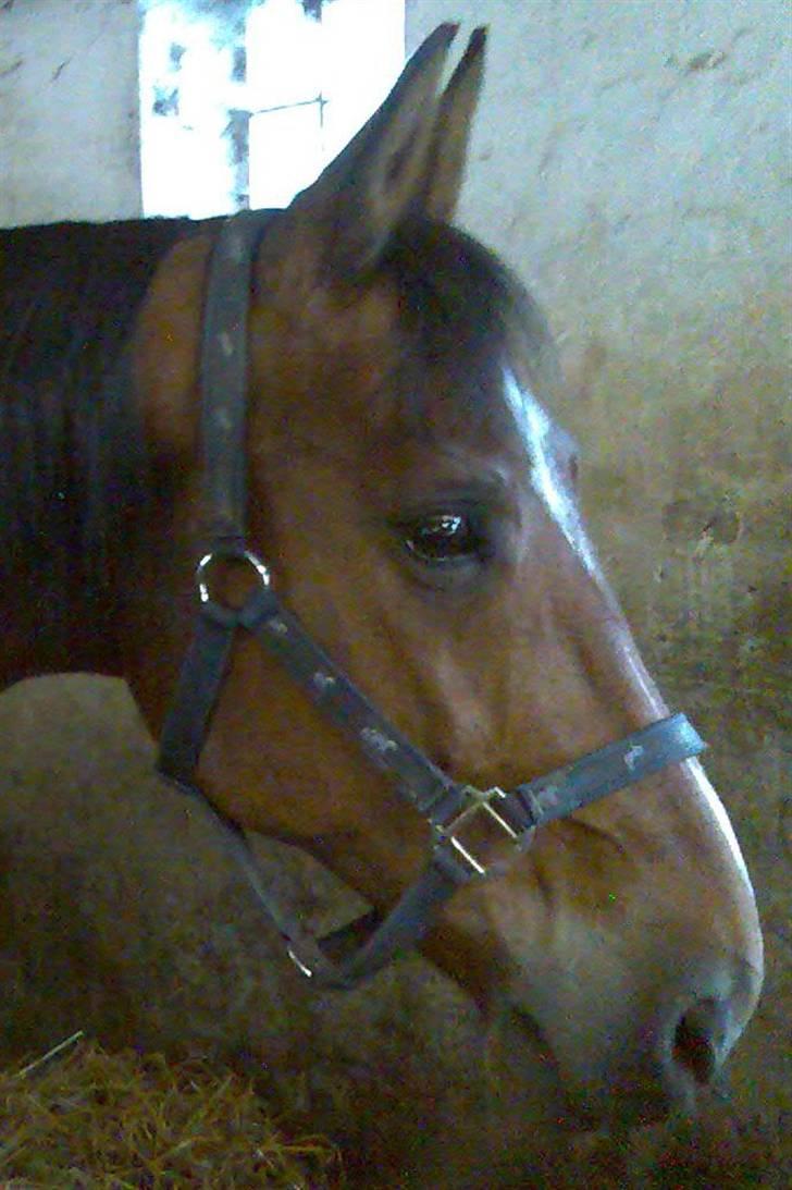 Anden særlig race Leandro - Se mit smukke øje... :-) billede 7