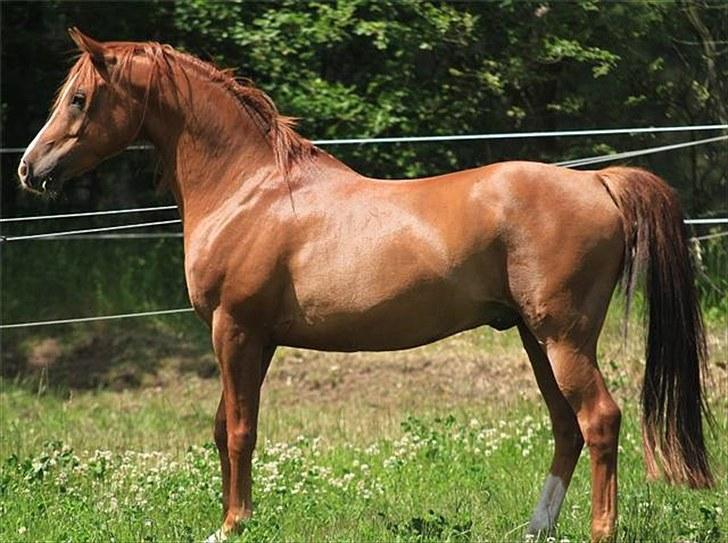 Arabisk fuldblod (OX) Shah Siimzek - Shah sommeren 2010 - billedet er taget af Charlotte fra Davidson Arabians billede 12