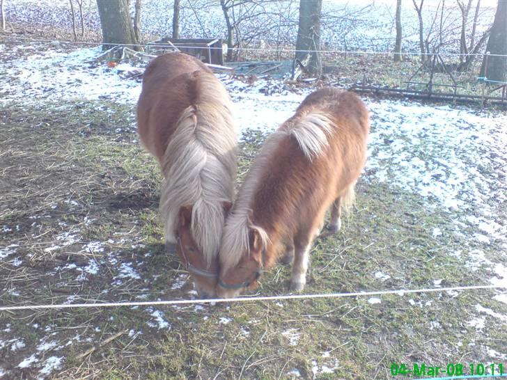 Shetlænder Tobias Wulf,solgt - dolf og tobias billede 10
