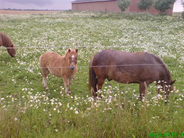 Shetlænder Tobias Wulf,solgt - tobias godt 3 måneder. står sammen med mor og sin far i baggrunden. billede 11