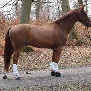 Dansk Varmblod Mølholms Ficko