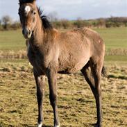 Arabisk fuldblod (OX) helleruphus wilamina