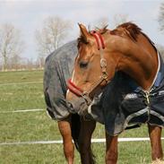 Dansk Varmblod Yesica (Rødhætte)