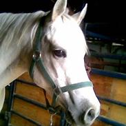 Connemara Skousboe Lovetoken