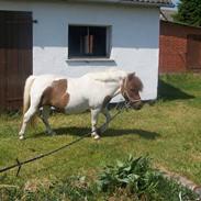 Shetlænder Pony Margrethe