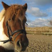 Shetlænder Pony Margrethe