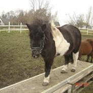 Anden særlig race bastian