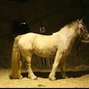 Irish Cob Zafira
