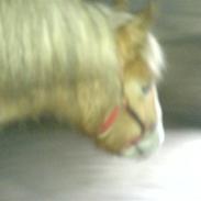 Haflinger Markant
