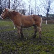 Haflinger Markant