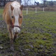 Haflinger Markant