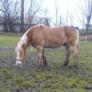 Haflinger Markant