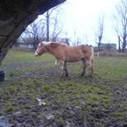 Haflinger Markant