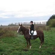 DSP Donna Star solgt :'(