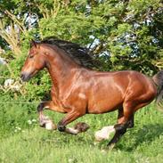 Welsh Cob (sec D) De Busies High Spirits