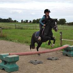 Welsh Mountain (sec A) Dorthealyst Barbara DODDI