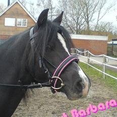 Welsh Mountain (sec A) Dorthealyst Barbara DODDI