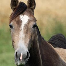 Arabisk fuldblod (OX) helleruphus wilamina