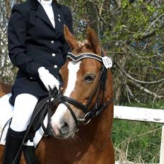 Sportsaraber (A) Glorija *Futte*