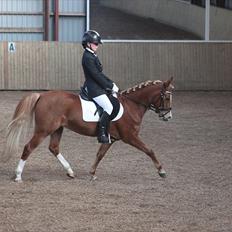 Sportsaraber (A) Glorija *Futte*