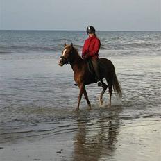 Sportsaraber (A) Glorija *Futte*