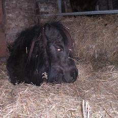 Shetlænder Skovvangens Mischa