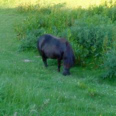 Shetlænder Skovvangens Mischa