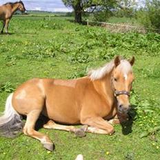 Palomino  | Golden Beauty