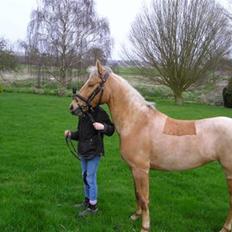 Palomino  | Golden Beauty