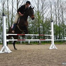 Anglo Araber (AA) Silke