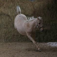 Palomino Mr Dobberlino 