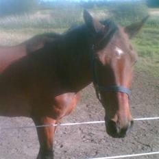 Anden særlig race Amadeo*solgt*