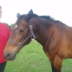 Anden særlig race Amadeo*solgt*