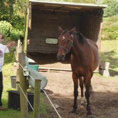 Anden særlig race Amadeo*solgt*