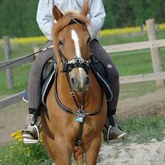 New Forest Magic skønager!<3