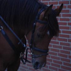 Anden særlig race Jasmin <3