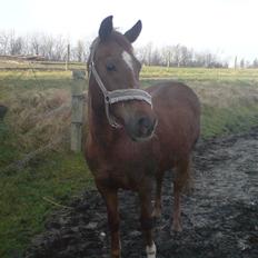 Hollandsk Sportspony Felina