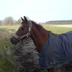 Hollandsk Sportspony Felina