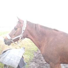 Hollandsk Sportspony Felina