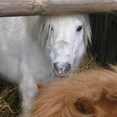 Shetlænder Maja R.I.P.