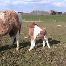 Dansk Miniature Hovvejens Duchess *solgt*