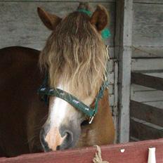 Anden særlig race Tjartie <3