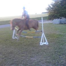 Anden særlig race Tjartie <3