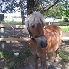 Shetlænder Frode (: *SOLGT OG SAVNES!!!!*