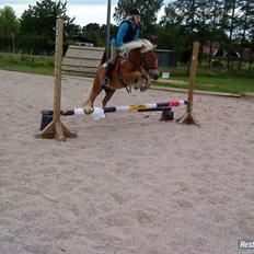 Shetlænder Frode (: *SOLGT OG SAVNES!!!!*