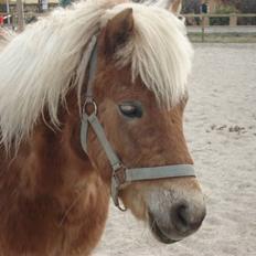 Shetlænder Frode (: *SOLGT OG SAVNES!!!!*