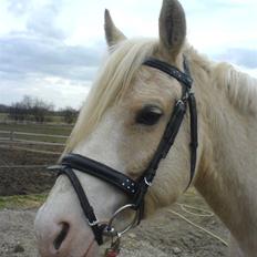 DSP Tovdal's Ivory Princess