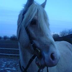 DSP Tovdal's Ivory Princess