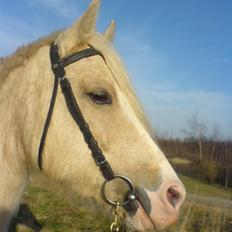 DSP Tovdal's Ivory Princess